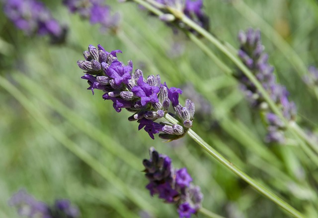 [İkonik Parfümler] ve Hikayeleri: En Etkileyici 10 Parfüm Hangileridir?